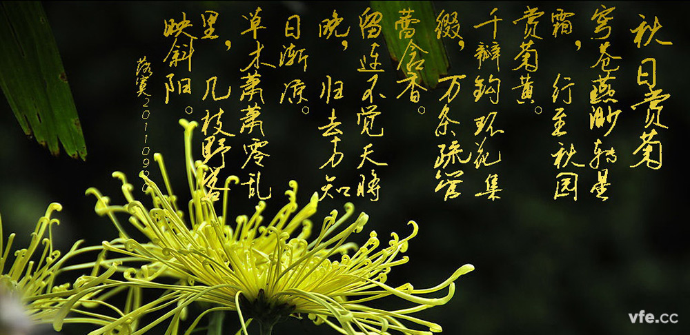 霜降赏菊 霜降赏菊